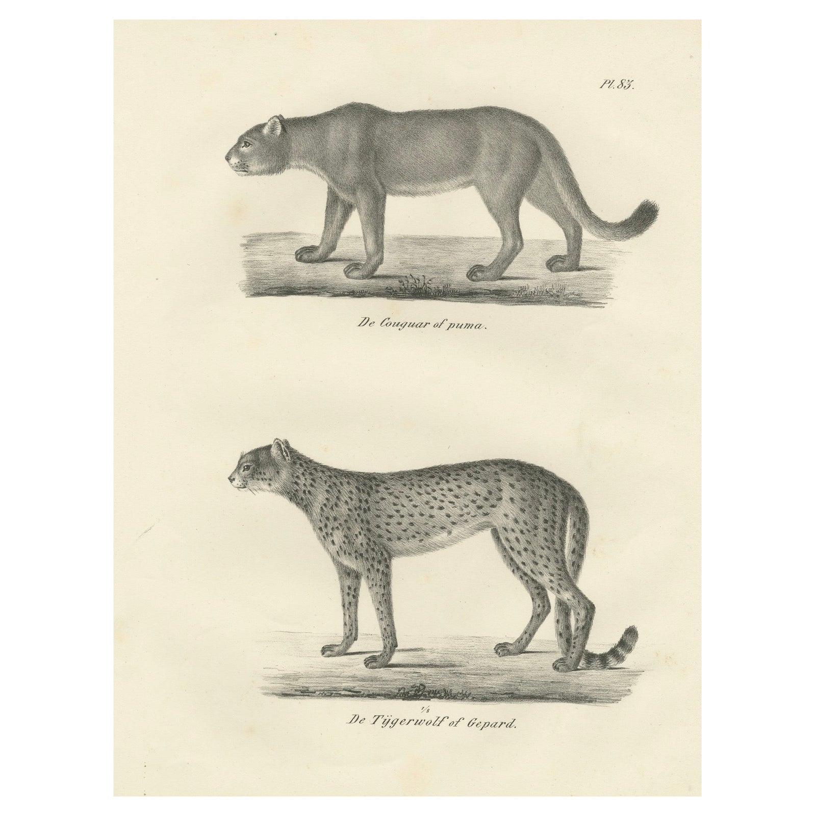 19th-Century Lithograph of the Puma and Cheetah in Graceful Stances
