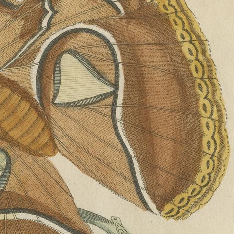 Atlas Moth on a Flowering Branch, Antique Bertuch Print, Vienna, circa 1805, close-up 5