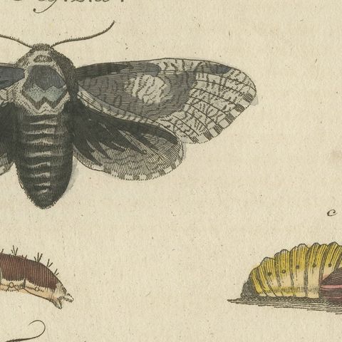 Garden Tiger Moth and Emperor Moth, Antique Bertuch Print, Vienna, circa 1805, close-up 5