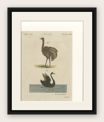 Antique Greater Rhea & Black Swan Engraving, Bertuch, 1798, shown framed