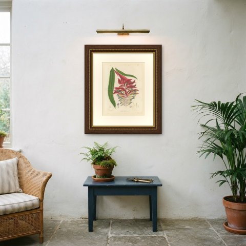 Billbergia Moreliana, Bromeliad in Flower Chromolithograph Plate II, 1859, shown framed on a wall