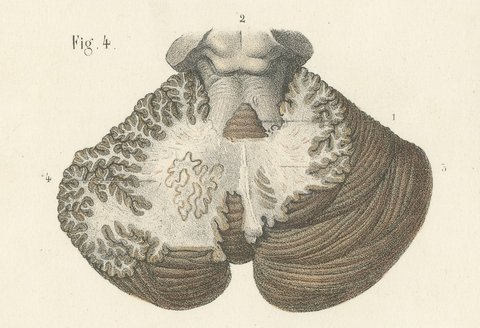 The Brain Stem and Cerebellum, Antique Hirschfeld Anatomy Print, 1866, view 6