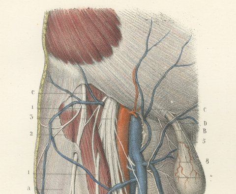 Nerves of the Front of the Thigh, Antique Hirschfeld Anatomy Print, 1866, view 5