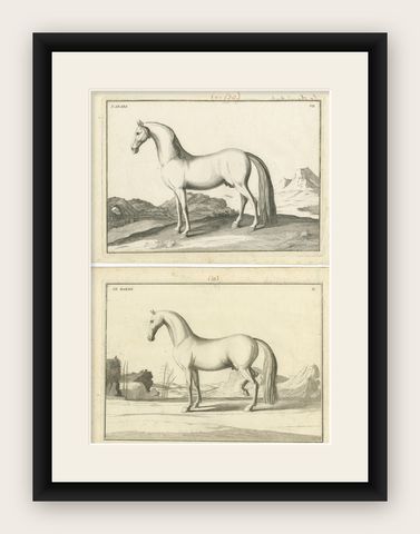 Set of 2 Antique Horse Prints: l'Arabe & Le Barbe, 1739, shown framed