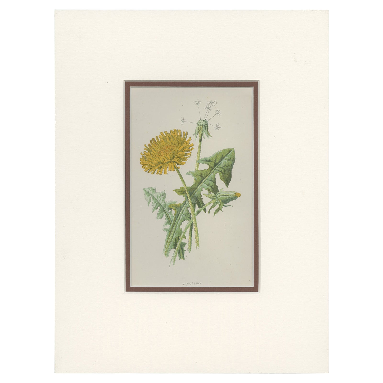 Antique Botany Print of a Dandelion by Hulme 'c.1895'