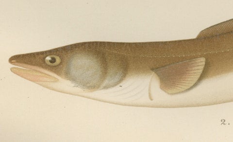 Scandinavian Eels Lithograph: European Eel and Black Conger from 19th Century, close-up 2
