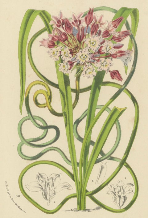 Twining Brodiaea Botanical Illustration by Louis van Houtte, 19th Century, close-up 4