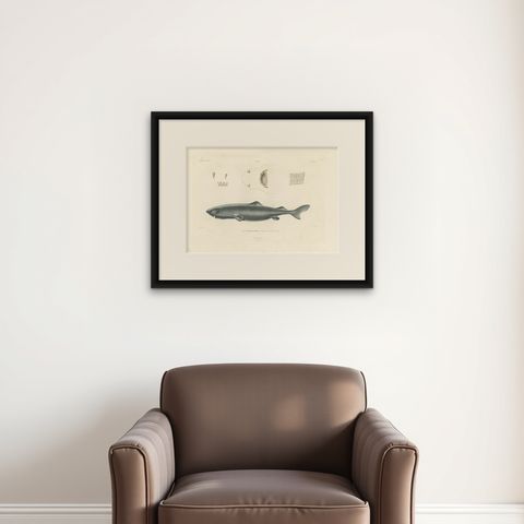 Antique Print of Greenland Shark with Anatomical Details, Paris, 1845, shown framed on a wall
