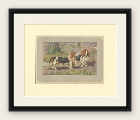 Antique Dog Print of the Basset Hound, shown framed
