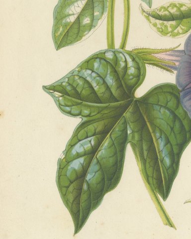 Japanese Morning Glory Caerulea Variegata, Pharbitis Polymorpha, 1858, close-up 2