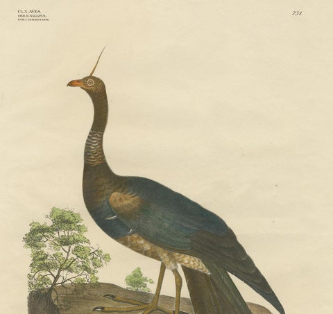 Antique Bird Print of the Horned Screamer by Goldfuss, circa 1824, view 3