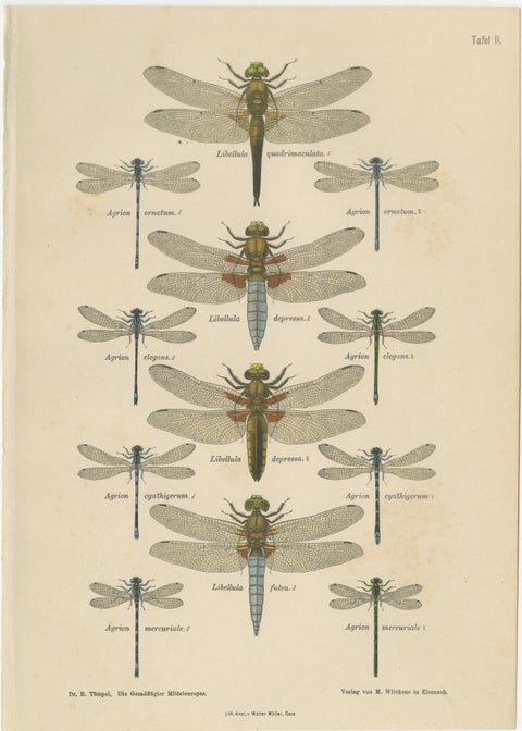 Set of Three Dragonfly Lithographs from Die Geradflügler Mitteleuropas, 1908, view 2