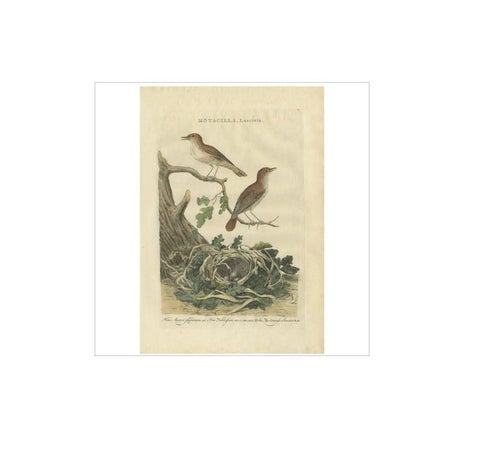 Antique Bird Print of the Nightingale by Sepp & Nozeman, 1789, view 3