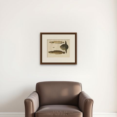 Ocean Sunfish and Scandinavian Blennies - Unique and Striking Fish Litho, 1895, shown framed on a wall