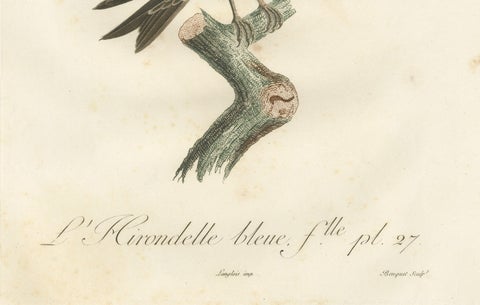 Feathered Sapphire: The Blue Swallow, A Vieillot Hand-Colored Print from 1807, close-up 2