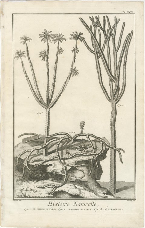 Decorative Antique Prints, Marine Plants and Cactus Engravings, c.1770, view 3