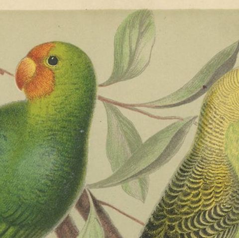 Antique Bird Print of Red-Headed Love-Bird, Undulated Grey-Headed and Parakeet, close-up 1