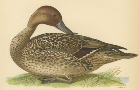 Vintage Pintail Duck Lithograph, Northern Pintail Anas Acuta, Sweden - 1929, close-up 2