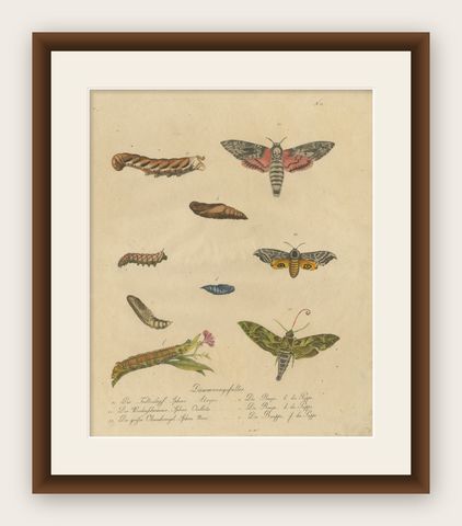 Death's-Head Hawkmoth and Caterpillars, Brodtmann Print, 1816, shown framed