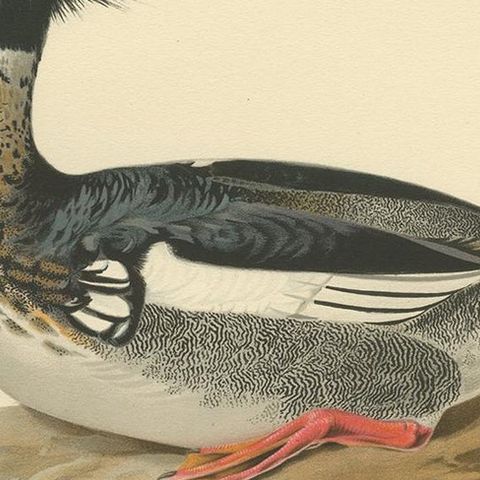Antique Bird Print of the Red-Breasted Merganser by Von Wright '1929', close-up 2