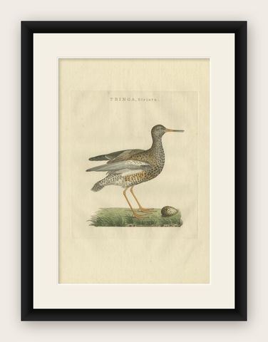 Antique Bird Print of the Common Redshank by Sepp & Nozeman, 1797, shown framed