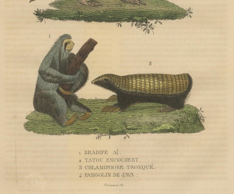 Antique Animal Engraving with Sloth, Armadillos and Pangolin, ca.1825, close-up 2