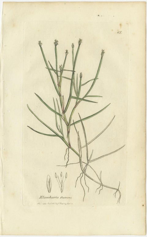 Set of 8 Antique Botanical Engravings of Spike-Rush and Bulrush Species, c.1830, view 6