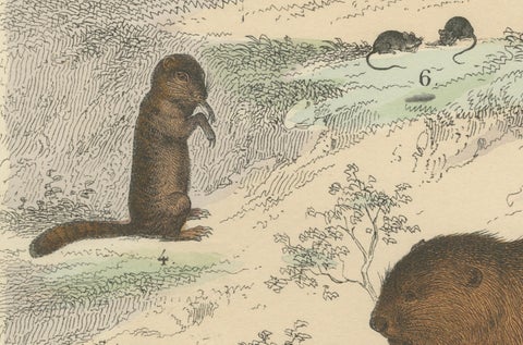 Rodents & Small Mammals Print: Beaver, Squirrel, Porcupine, Antique 1867, close-up 3