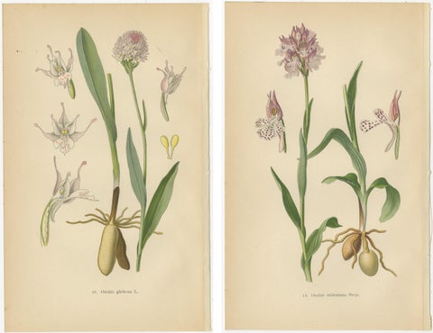 Historical Flora: Orchids of 1904 in Art and Science, view 4