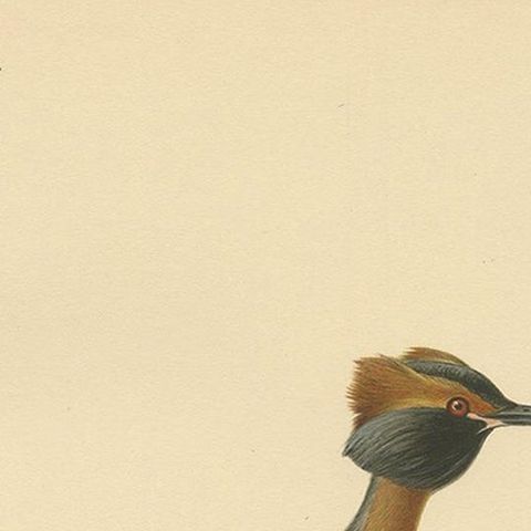 Antique Bird Print of the Horned Grebe by Von Wright, 1929, close-up 1