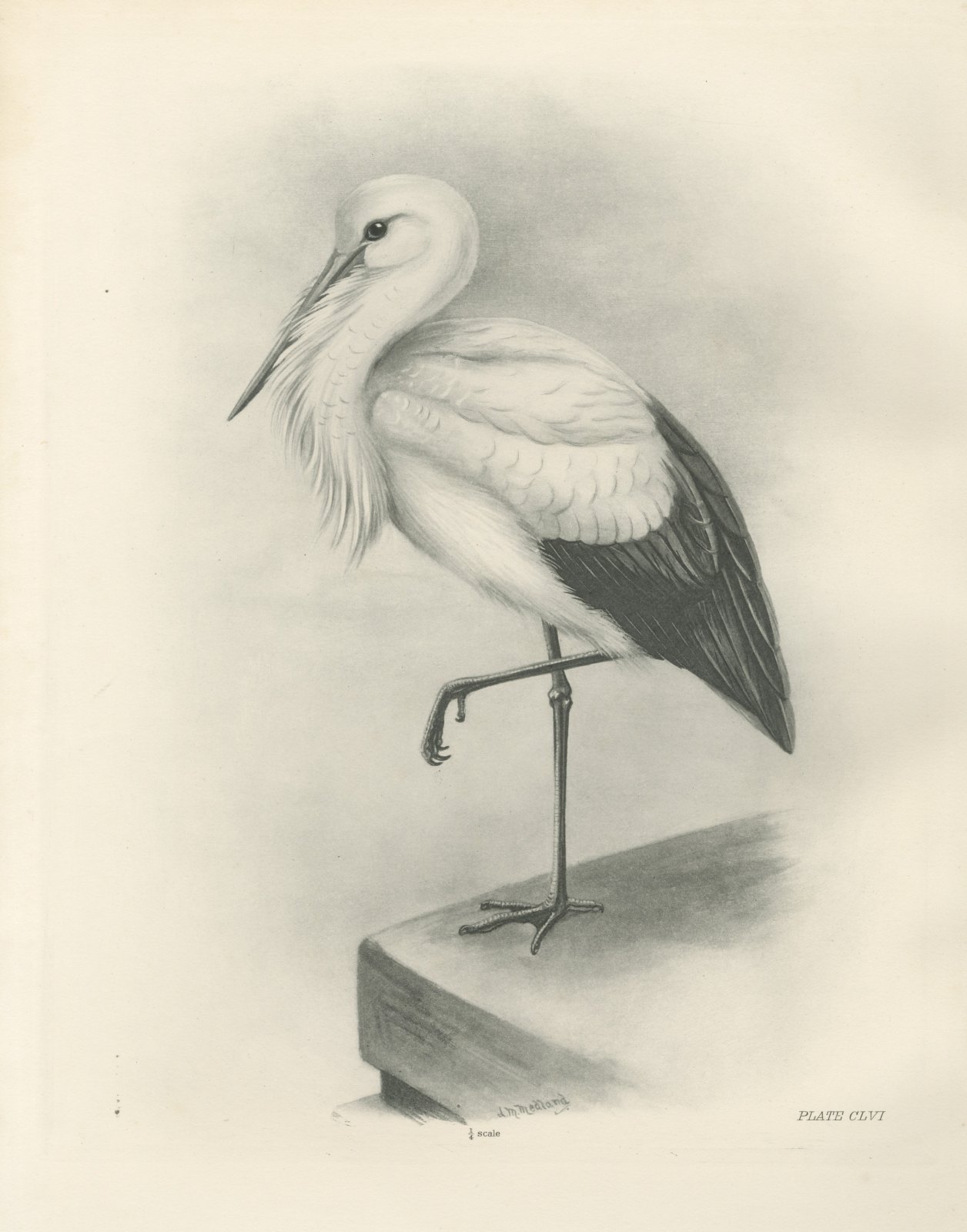 White Stork Standing on One Leg, Plate CLVI after Lilian Medland, c. 1909
