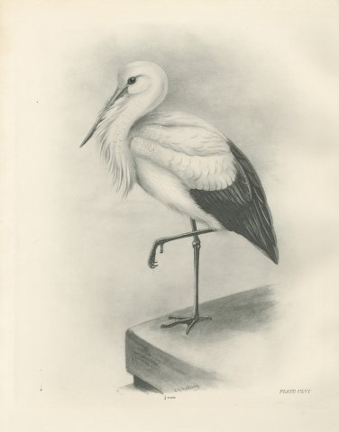 White Stork Standing on One Leg, Plate CLVI after Lilian Medland, c. 1909