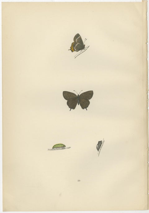 Triptych of Lepidoptera Elegance: Hand-Coloured Butterflies Published in 1890, view 4