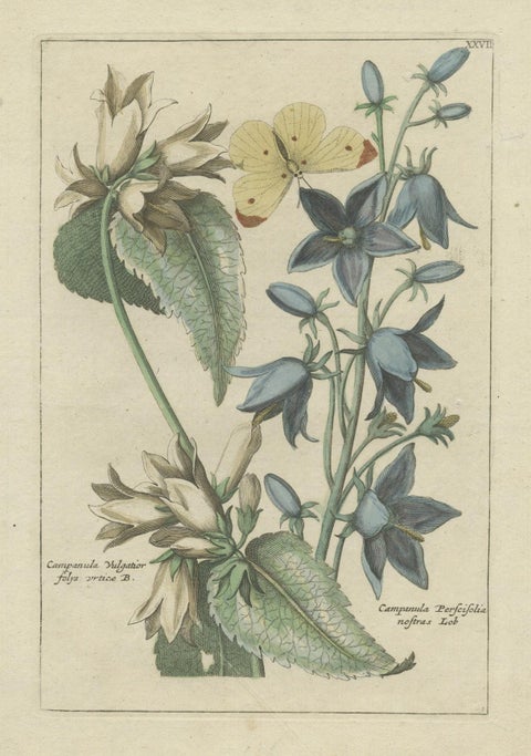 Antique Hand-Colored Flower Print of Campanula Plants, 1794, close-up 1