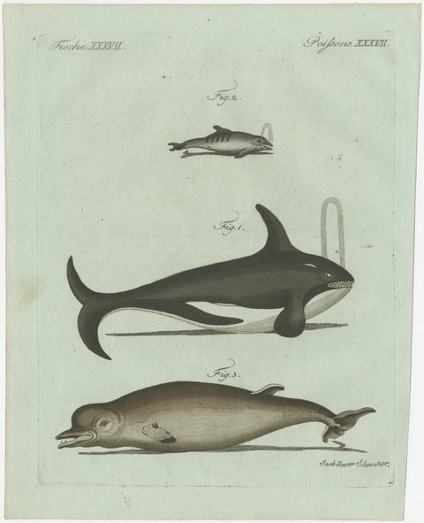 Original Antique Print of Orca, Whale and Dolphin by Bertuch, 1805, view 2