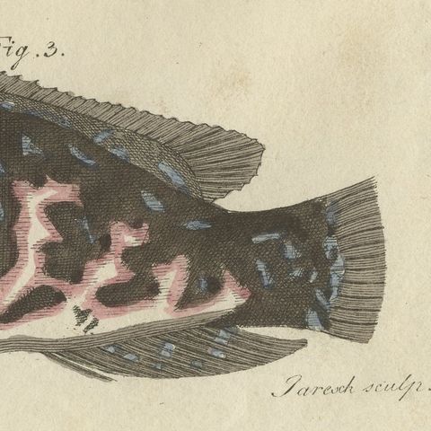 Frogfish with Lure and a Ribbon Fish, Antique Bertuch Print, circa 1810, close-up 4