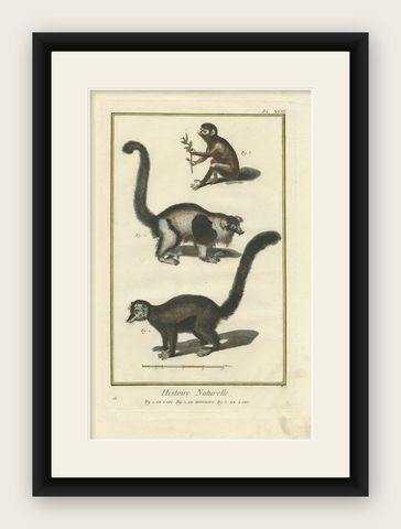 Antique Handcolored Engraving of Vari Monkey, Mongoose, Lori Print, 1774, shown framed