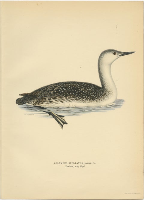 Arctic Diver Lithograph: The Red-throated Loon (Gavia stellata), 1927, view 2