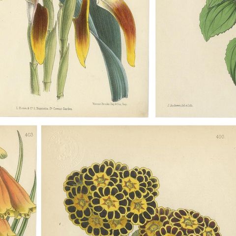 Set of 5 Antique Botany Prints, Orange, by Brooks 'c.1870', close-up 2