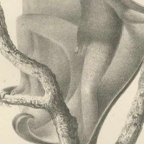 The Flying Lemur (Colugo) Lithograph by C.C. Last, 1836, close-up 5