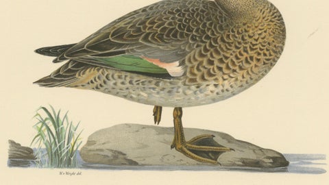 Whistles on the Wing: The European Teal by Magnus von Wright, 1929, close-up 3