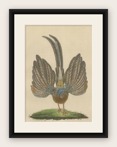 Stunning Decorative Old Hand-Colored Bird Print of a Pheasant, shown framed