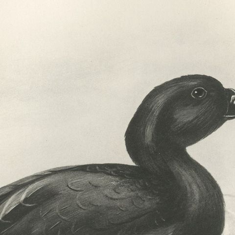 Common Scoter, Antique Bird Print after Lilian Medland, circa 1909, close-up 2