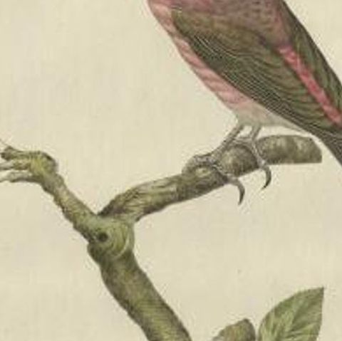 Antique Bird Print of the Crossbill by Sepp & Nozeman, 1797, close-up 1