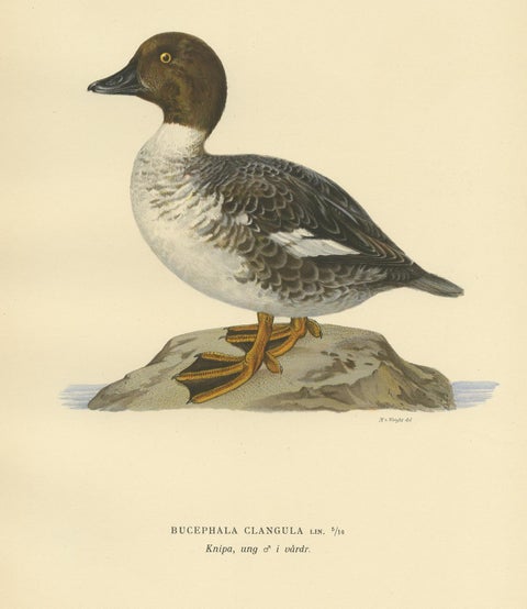Antique Bird Print of a Male Common Goldeneye by Von Wright, 1929, view 2
