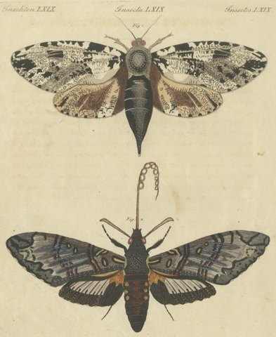 Two Large Exotic Moths, Antique Bertuch Print, circa 1815