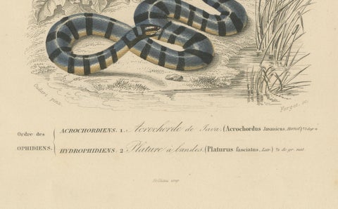 Snake Print of Elephant Trunk Snake and Sea Krait, c.1850, Orbigny, close-up 4