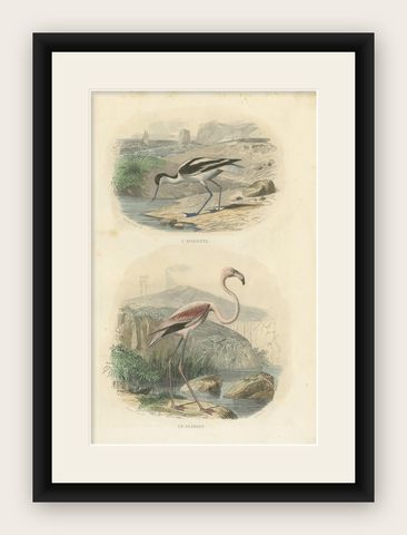 Antique Bird Print of the Pied Avocet and Greater Flamingo by Richard '1837', shown framed