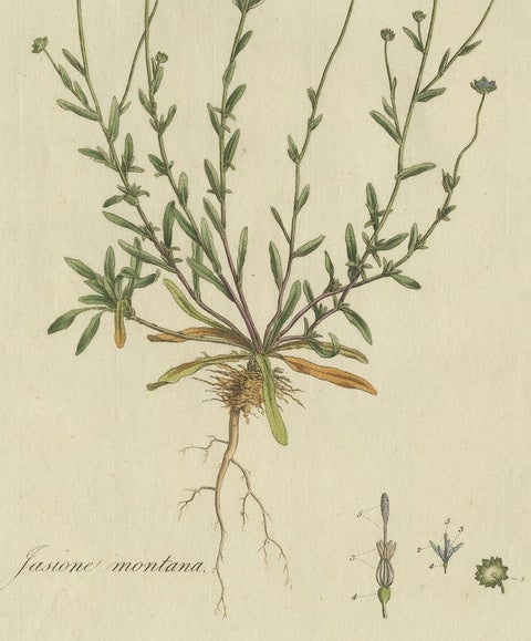 Antique Botany Print of the Jasione Montana by Curtis, circa 1777, view 4