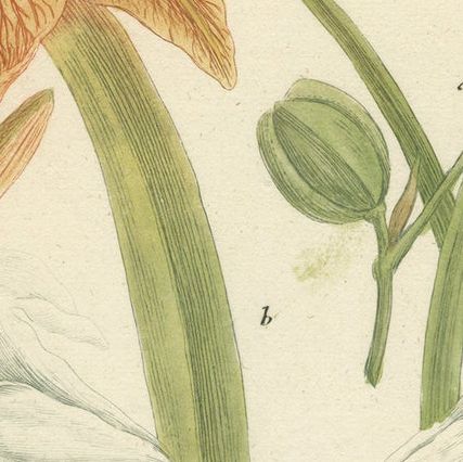 Hand-colored Mezzotint Engraving of a Lily from Johann Weinmann's Work, 1748, close-up 5